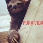 puravida's Avatar